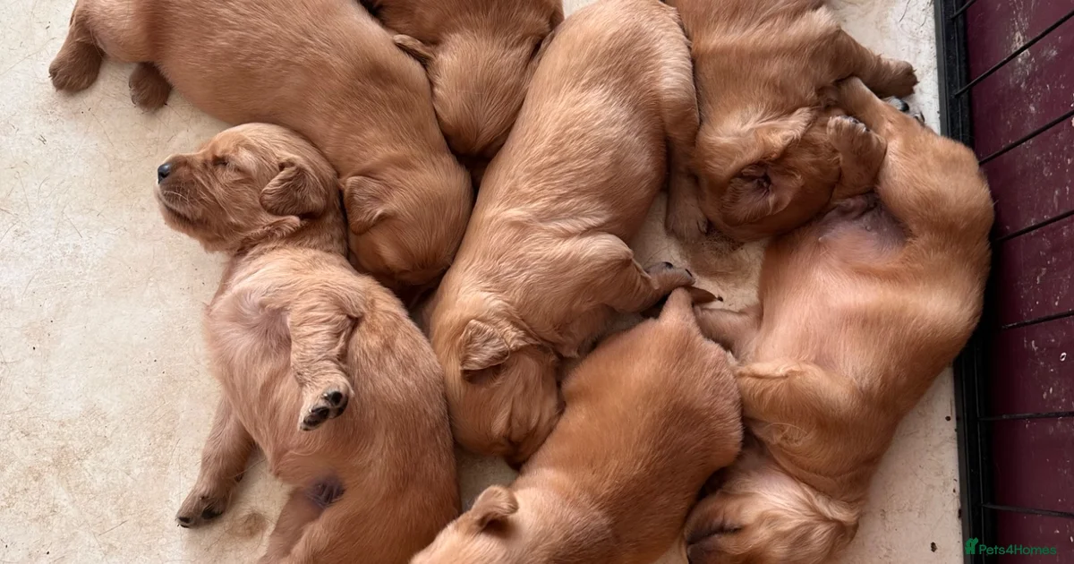 Golden Retriever Puppies For Sale Pets4Homes golden-retriever-puppies-for-sale-pets4homes