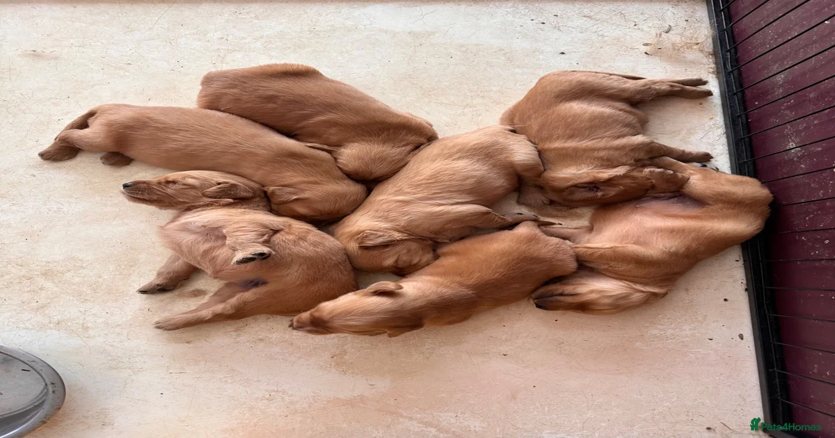 Golden Retriever Puppies For Sale Pets4Homes Golden Retriever Puppies For Sale Pets4Homes