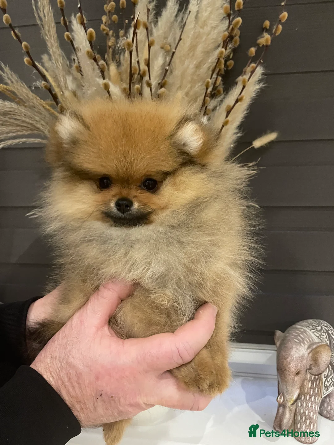 Pomeranian dogs for sale: KC Mini Pomerania  in Bristol - Advert 5
