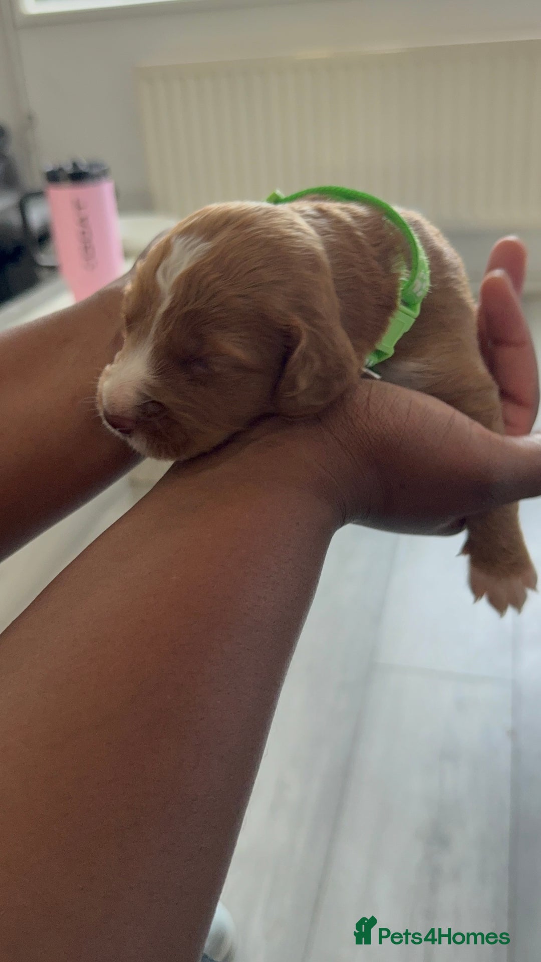 Cockapoo dogs for sale: 5 Beautiful Cockapoo Puppies  - Image 9