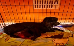 Miniature Poodle dogs for sale: Boys,Boys,Boys! Stunning Miniature Poodle Puppies - Advert 10