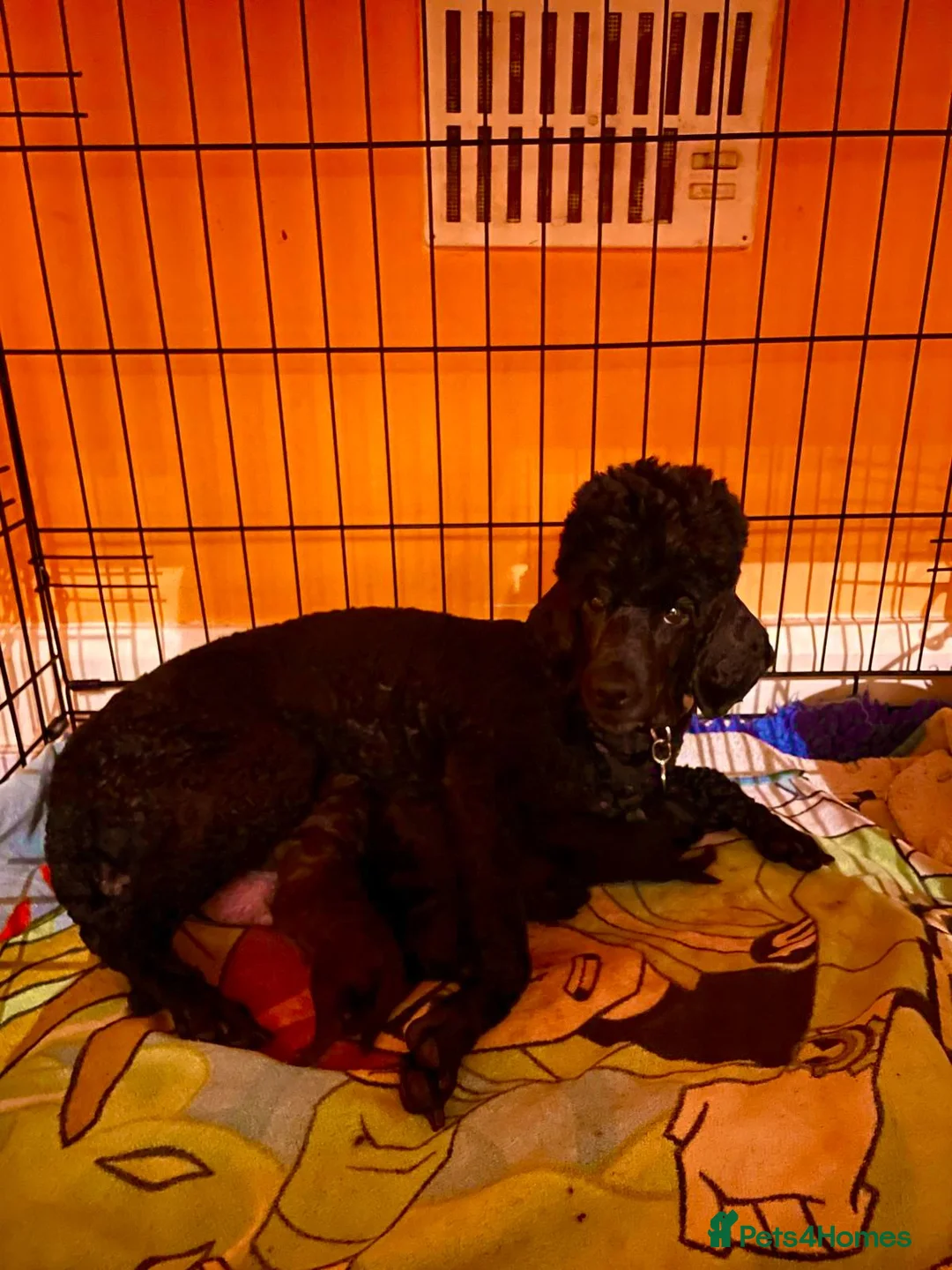 Miniature Poodle dogs for sale: Boys,Boys,Boys! Stunning Miniature Poodle Puppies - Advert 15