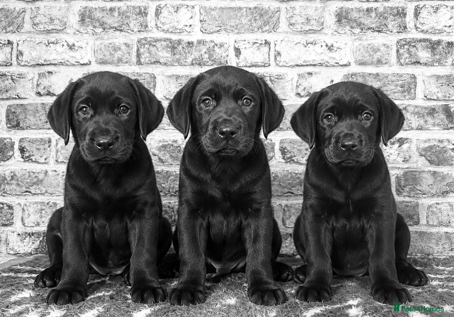 Labrador Retriever dogs BLACK LAB PUPS 270 CLEAR DNA - READY NOW  - Advert 1