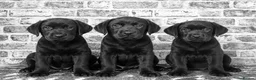 Labrador Retriever dogs for sale: BLACK LAB PUPS 270 CLEAR DNA - READY NOW  - Advert 1