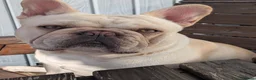 French Bulldog dogs for sale: Male and female french bulldogs  in Bo'ness - Advert 2
