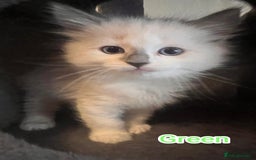 Ragdoll cats for sale: Beautiful Ragdoll Kittens GCCF registered  - Image 5