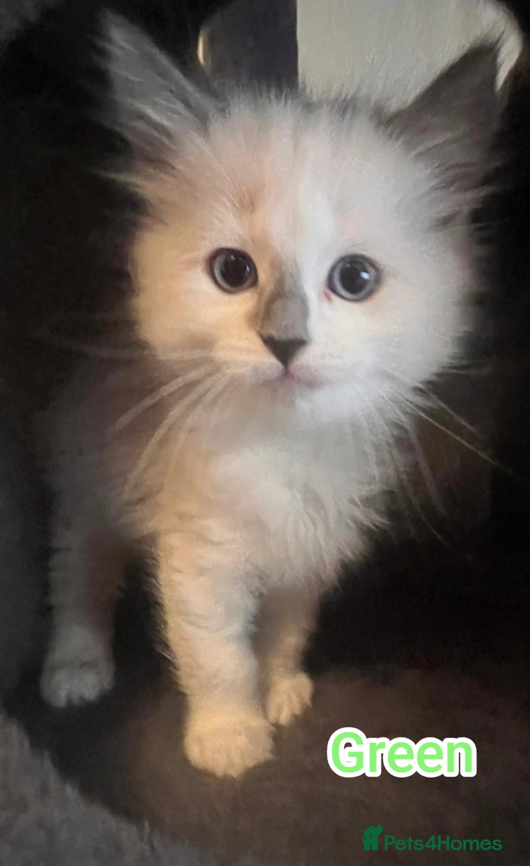 Ragdoll cats for sale: Beautiful Ragdoll Kittens GCCF registered  - Image 5