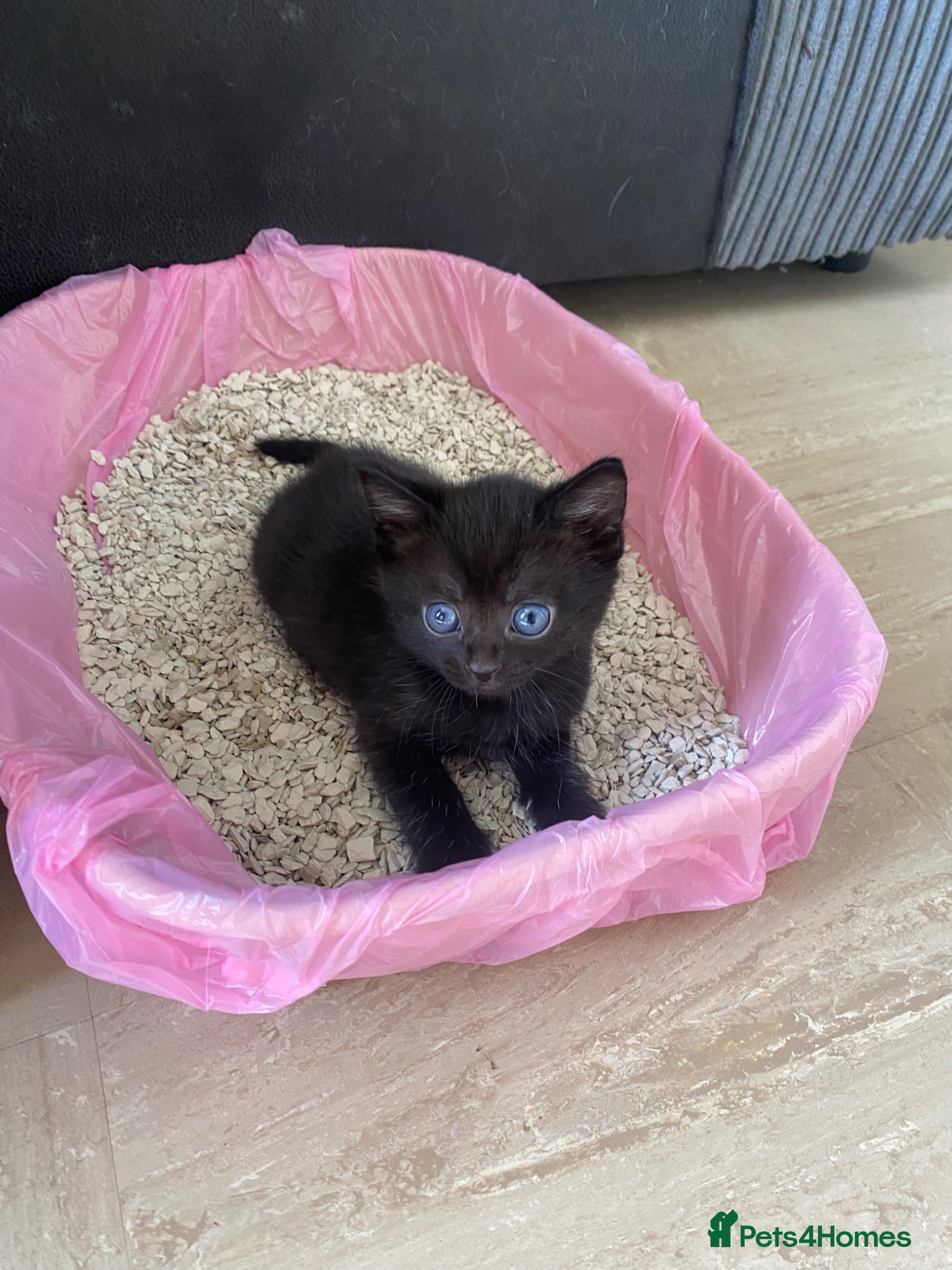 Mixed Breed cats Beautiful black kittens - Advert 1