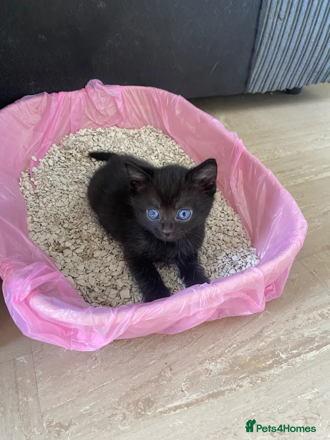 Mixed Breed cats for sale: Beautiful black kittens in West Bromwich - Advert 1