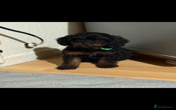 Cockapoo dogs for sale: Beutifull cockapoos  - Image 6