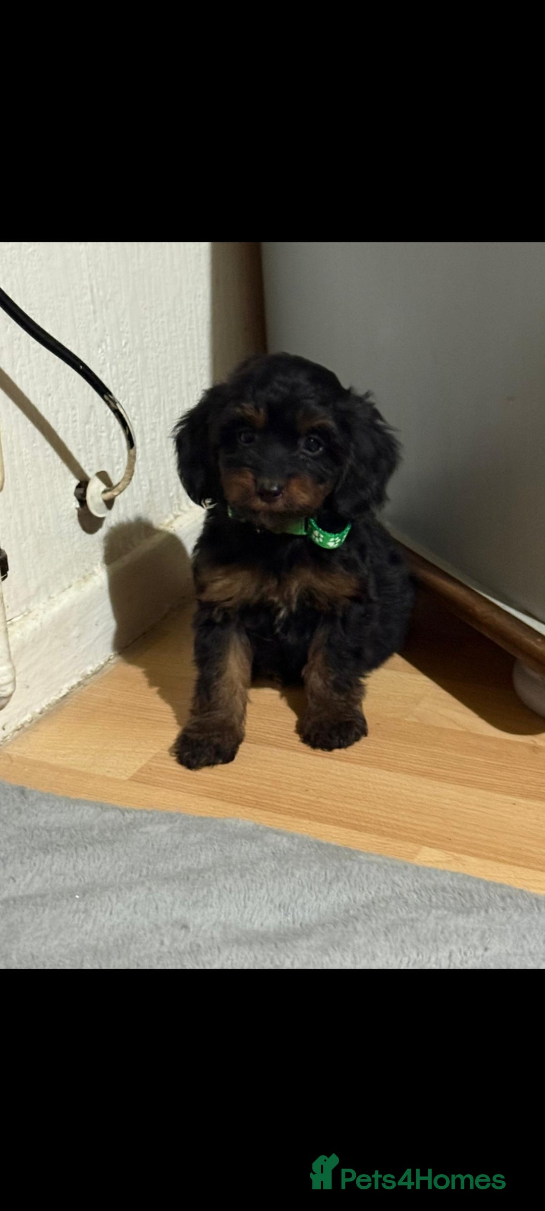 Cockapoo dogs for sale: Beutifull cockapoos  - Image 6