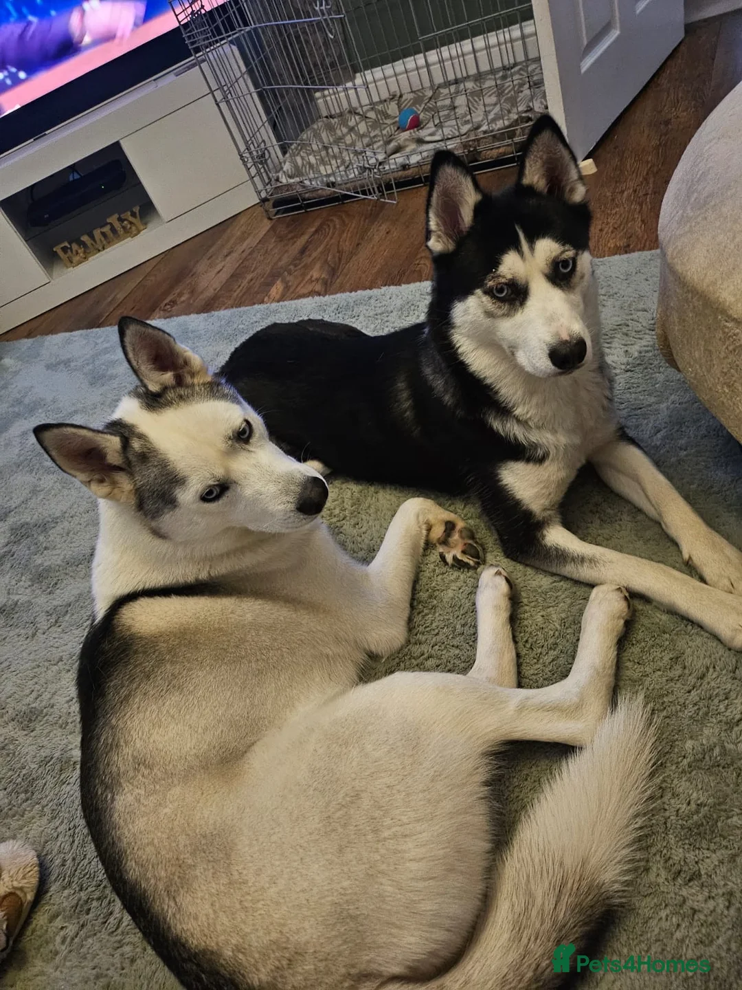 Siberian Husky dogs for sale: Siberian husky pups in Sutton-in-Ashfield - Advert 1
