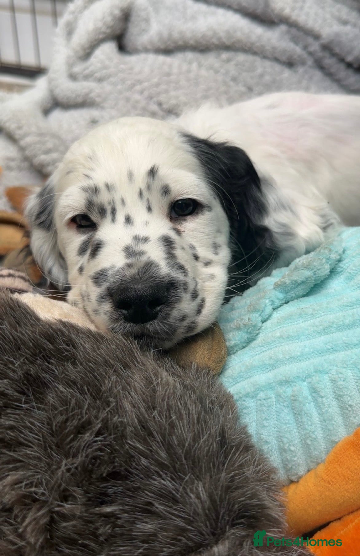 Cocker Spaniel dogs Male cocker spaniel  - Advert 14