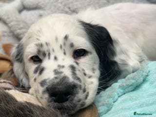 Cocker Spaniel dogs Male cocker spaniel - Advert 8