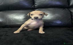 Italian Greyhound dogs for sale: Beautiful Italian Greyhound puppies - Image 11