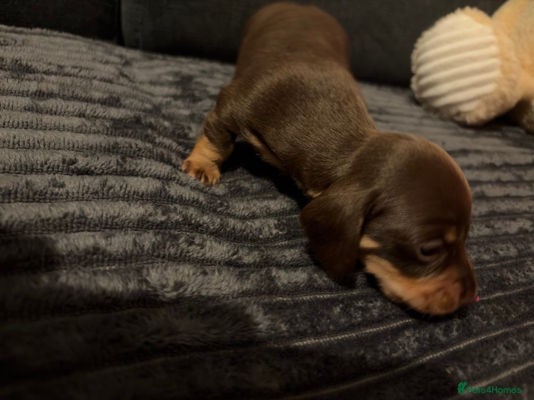 Miniature Dachshund dogs for sale: 🐾 Miniature Dachshund Puppies KC Registered  - Advert 17