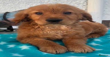 Golden Retriever dogs - Advert 5