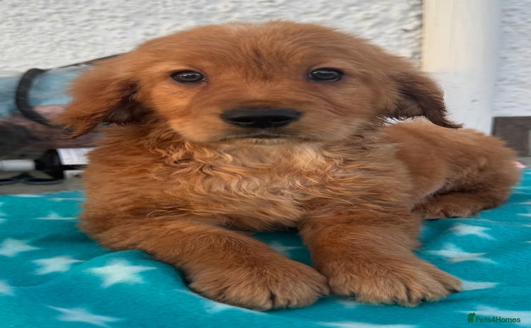 Golden Retriever dogs KC health checked outstanding temperaments  - Advert 3