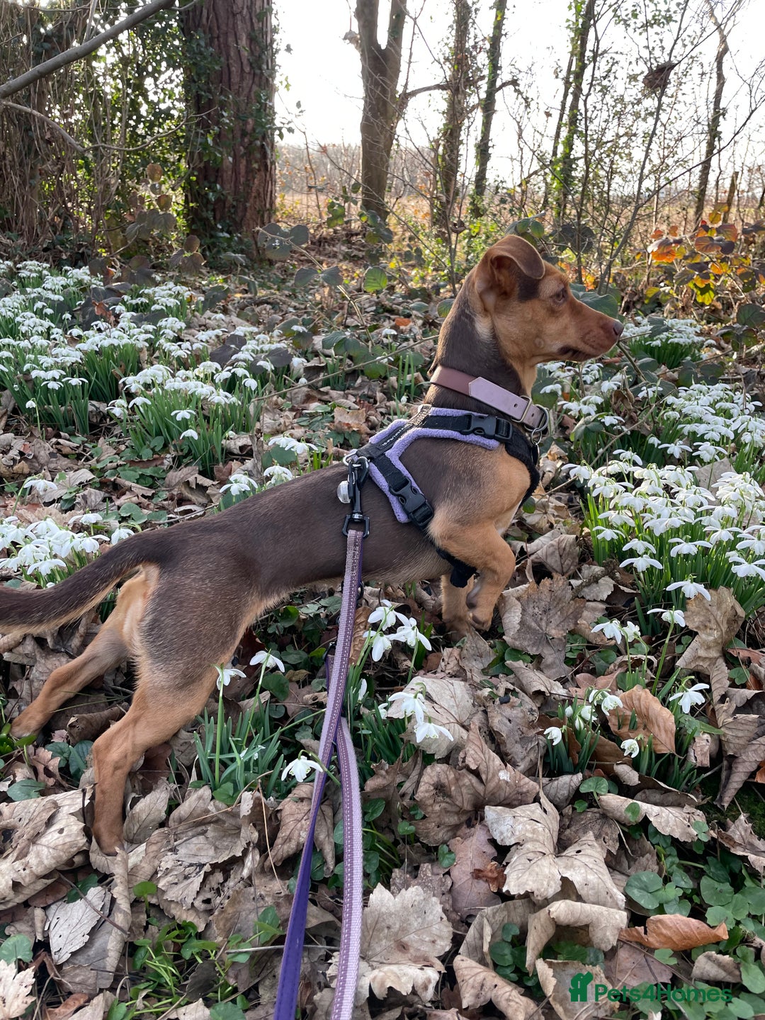 Jack Russell dogs for sale: Lilac and Chocolate Jack Russell Terrier Puppies  - Advert 10