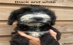 Cockapoo dogs for sale: Beautiful f1 Cockapoo puppies - Image 4