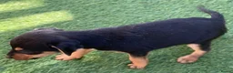 Jack Russell dogs for sale: Jack Russell puppies  - Advert 8