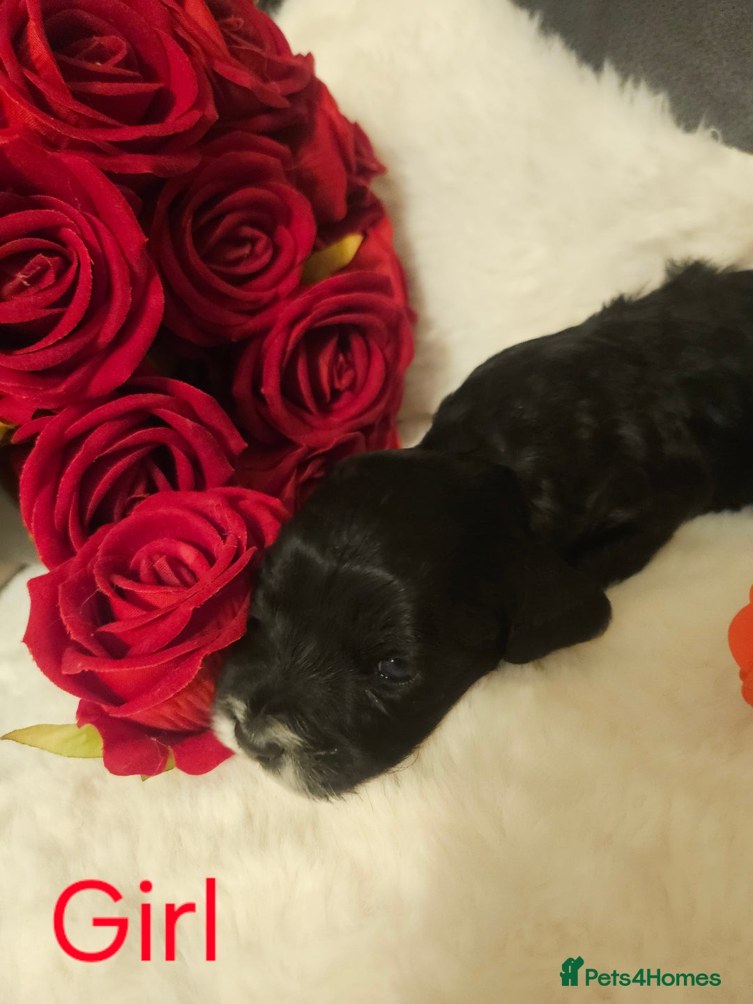 Cockapoo dogs for sale: Beautiful Cockapoo Puppy's  - Image 5