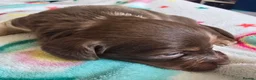 Miniature Dachshund dogs for sale: Adorable girl - Advert 6