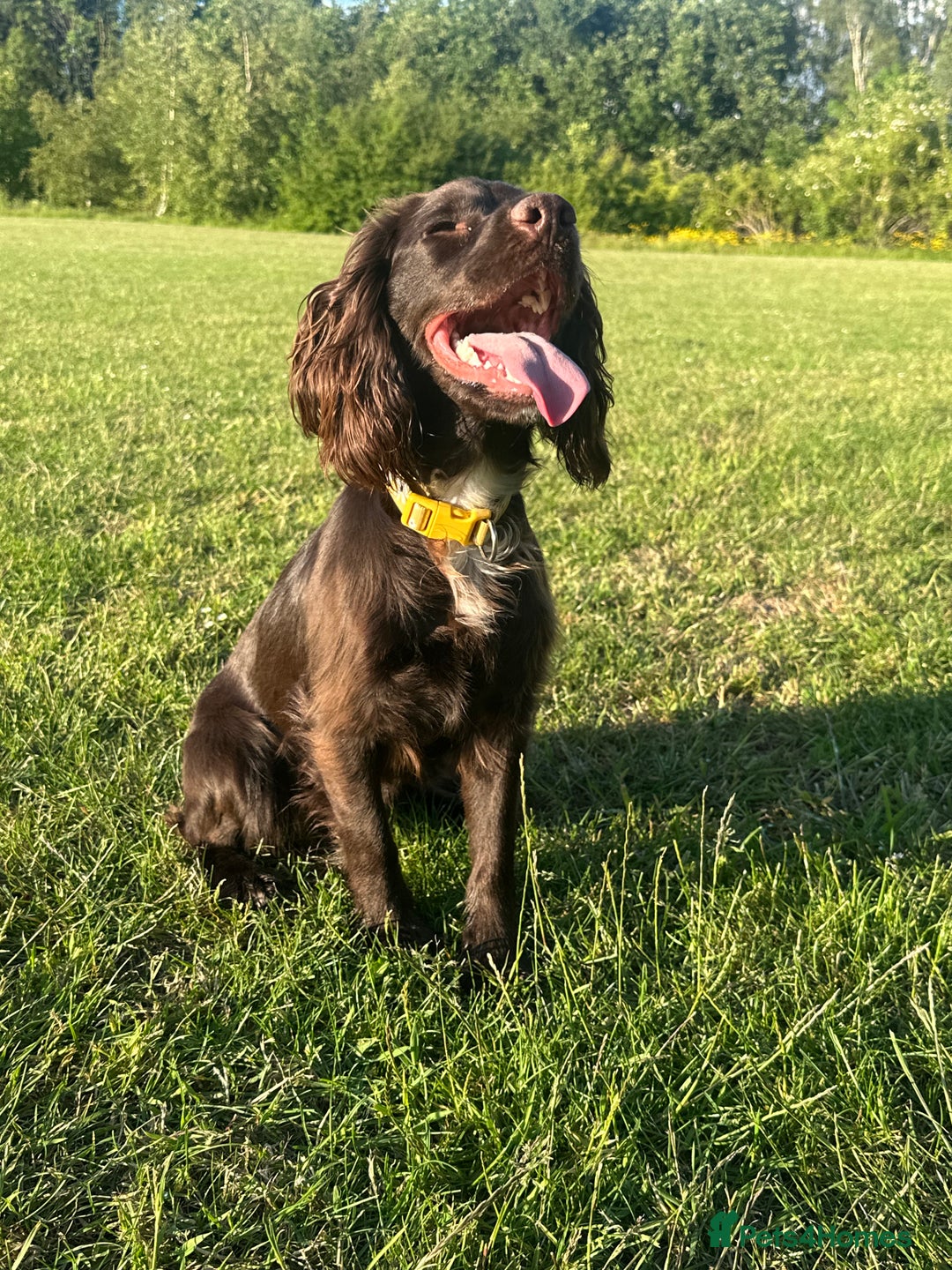 Cockapoo dogs for sale: READY TO LEAVE COCKAPOO PUPPIES - Image 8