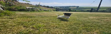 Jack Russell 3