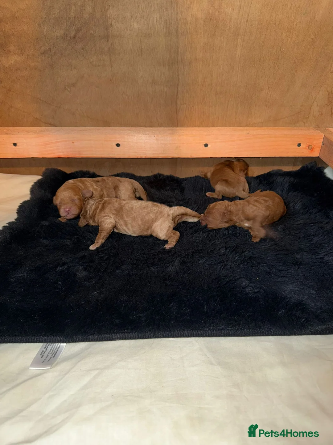 Cockapoo dogs for sale: Georgious Cockapoo Puppies For Sale  - Advert 10