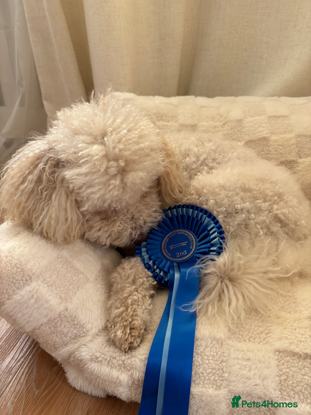 Toy Poodle dogs for stud: Beautiful Poodle for Stud 🤍 - Image 6