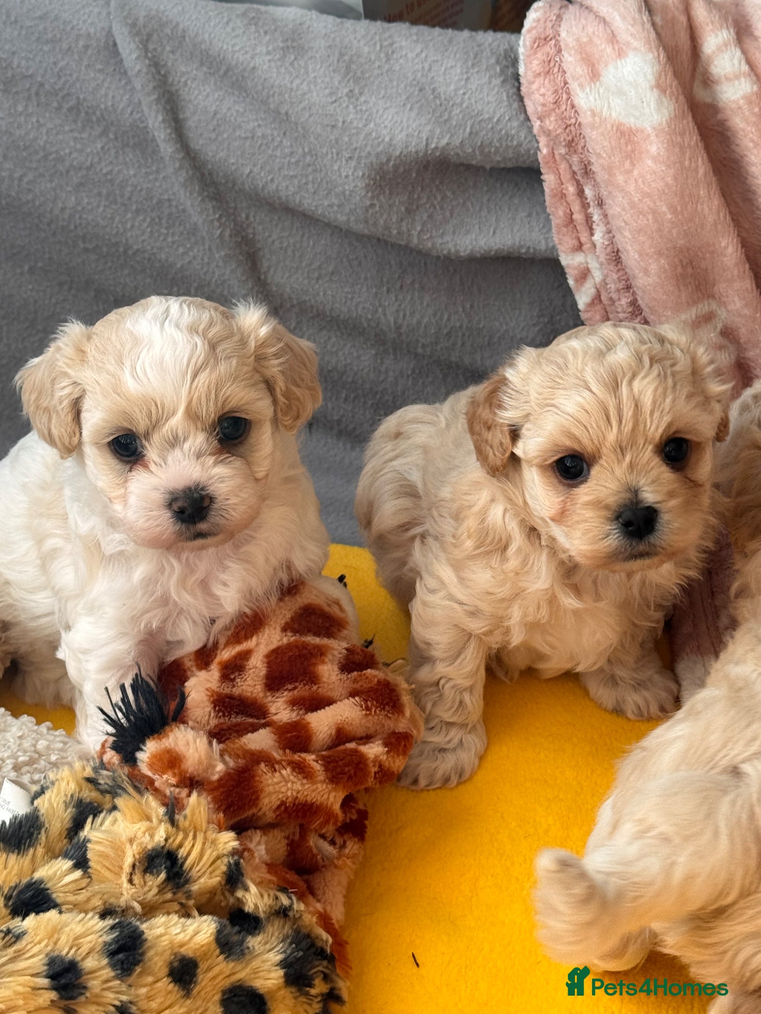 Maltipoo dogs Exceptional maltipoo puppies! 🐶 - Advert 3