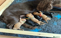 Cocker Spaniel dogs for sale: Upcoming Litter: KC Working Cocker Puppies - Image 21
