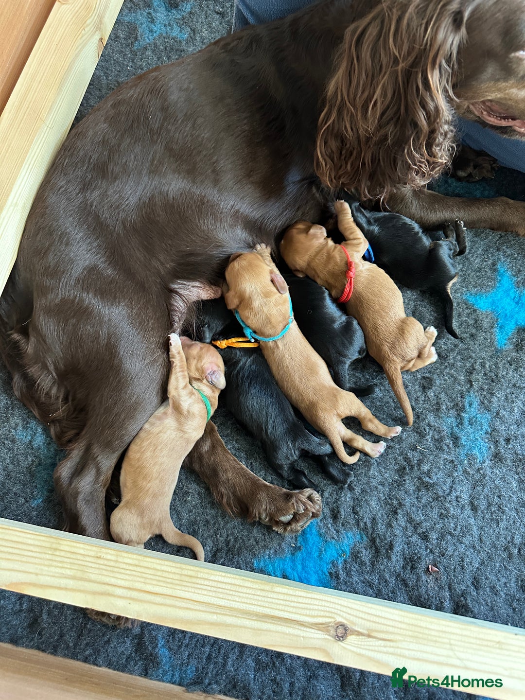 Cocker Spaniel dogs for sale: Upcoming Litter: KC Working Cocker Puppies - Image 21