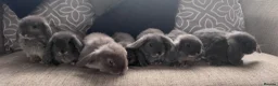 Mini Lop rabbits for sale: Very cute blue otter mini lops 8 weeks old - Advert 7