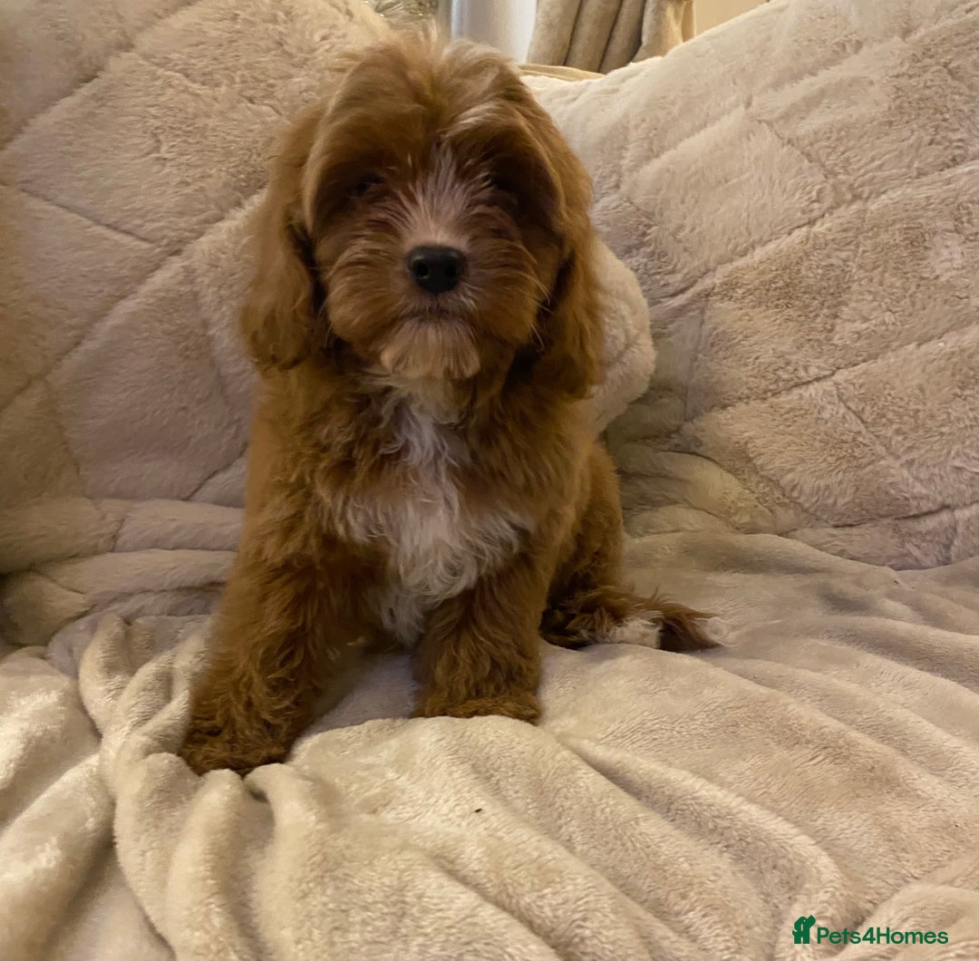 Cavapoo dogs for sale: Cute ruby red boys ready to go  - Advert 4