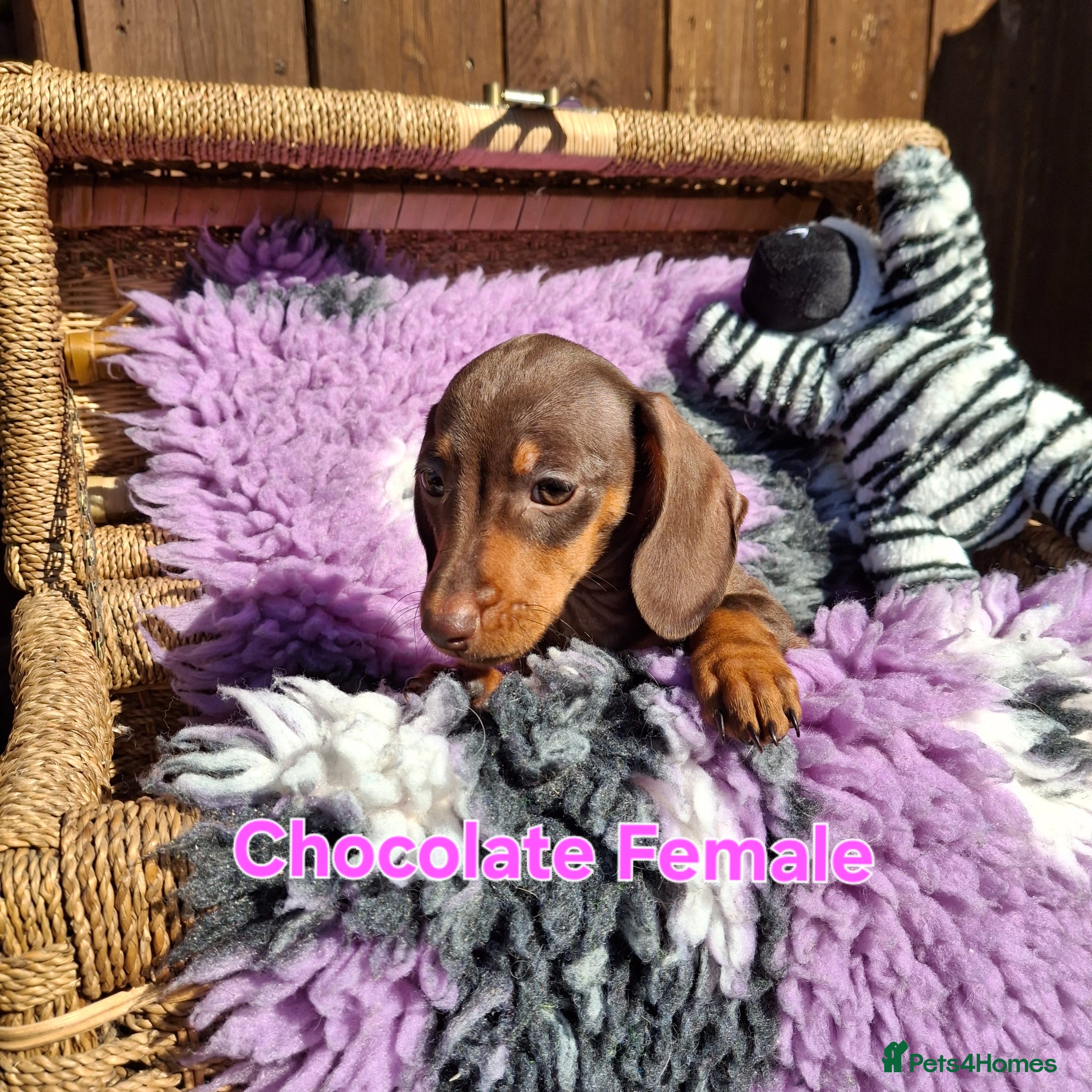 Dachshund dogs Minature Dachshund pups - Advert 1