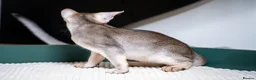 Abyssinian cats for sale: Buddy-Silver Abyssinian boy-Available-TOP quality - Advert 16