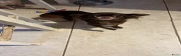 Chihuahua dogs for sale: Long hair chihuahuas  in Battle - Advert 4