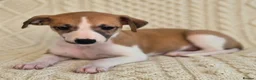 Whippet dogs for sale: Stunning Show Quality Ch Sired Whippet Puppies  - Advert 11