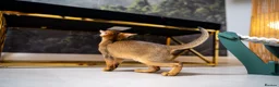 Abyssinian cats for sale: Caspian Boy - elegant, unique champion line🥇 - Advert 27
