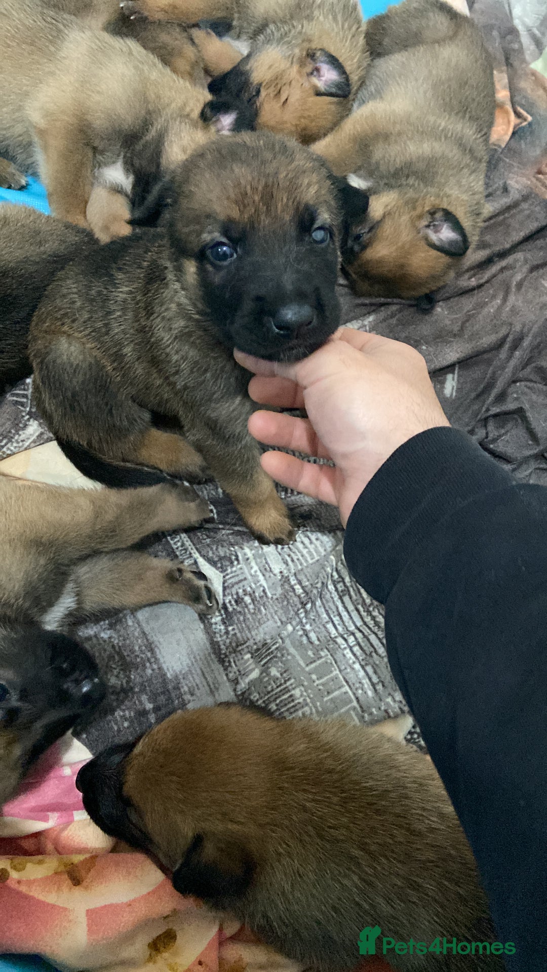 Belgian Shepherd Dog dogs for sale: Belgian Malinois puppy’s  - Image 13