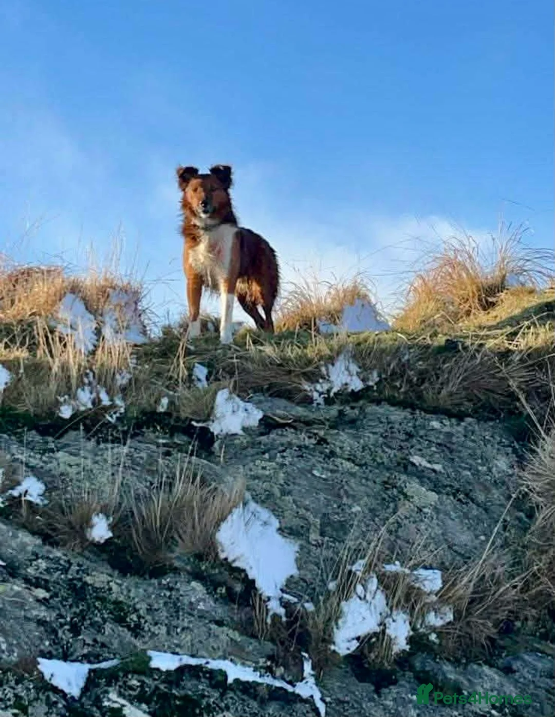 Welsh Collie dogs for sale: Pure red merle Welsh sheepdog pups in Tregaron - Advert 8