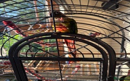 Conures birds for sale: 2 Beautiful Conures 1 male 1 female - Image 3