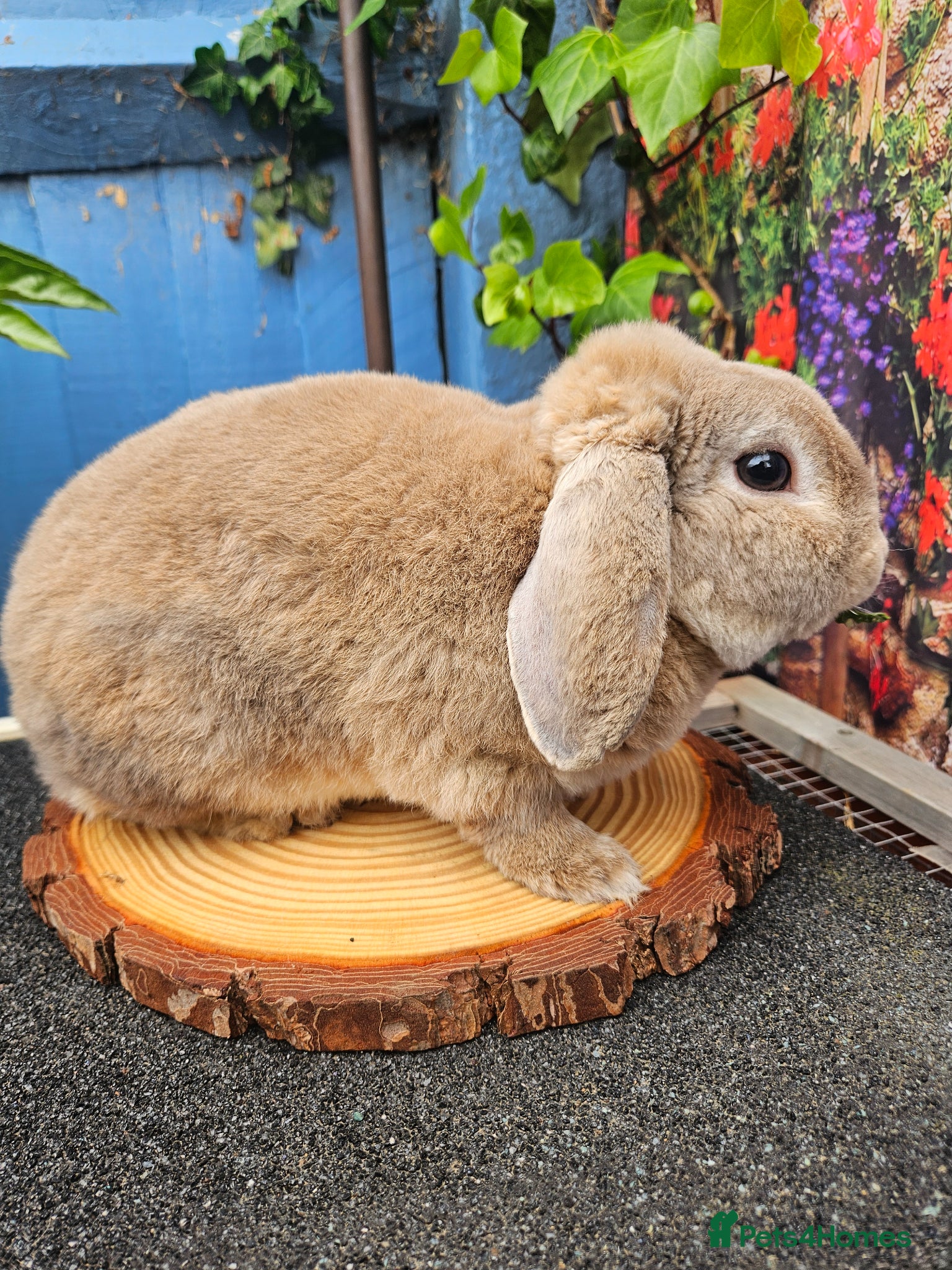 Mini Lop rabbits Blue Fox Mini Plush Lop Buck - Advert 2