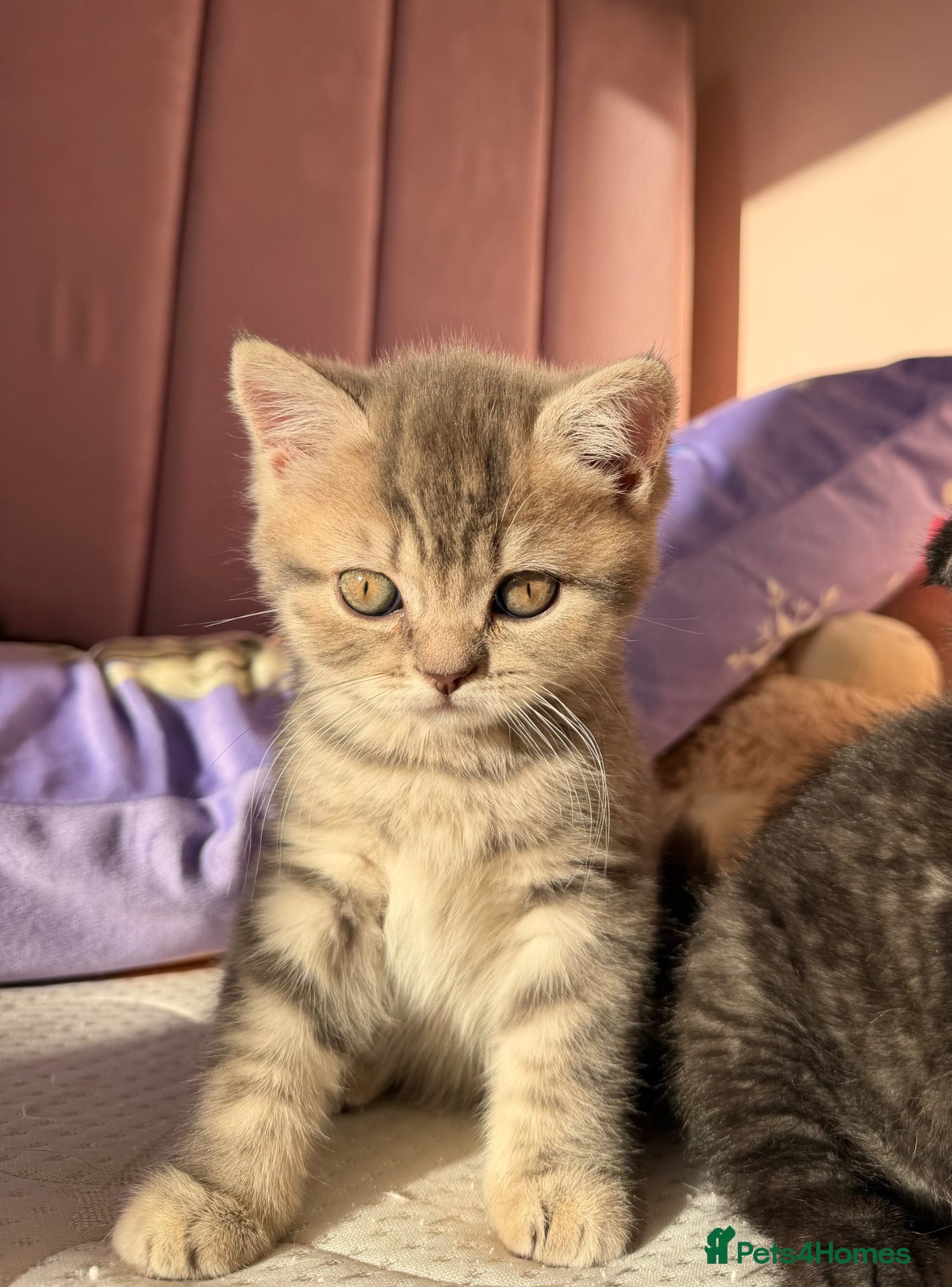 Scottish Fold cats Beautiful Scottish fold girls❤️  - Advert 5