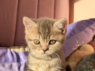 Scottish Fold cats Beautiful Scottish fold girls❤️ - Advert 5