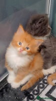 Maine Coon cats Stunning Mainecoon cubs - Advert 15