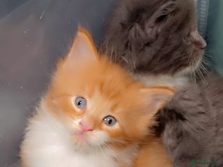 Maine Coon cats Stunning Mainecoon cubs - Advert 17
