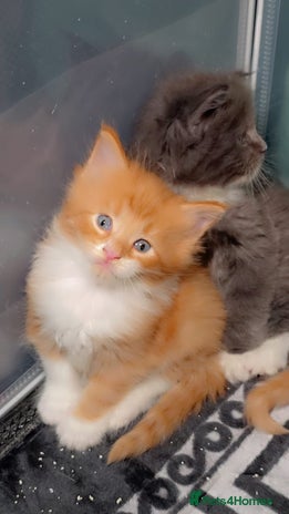 Maine Coon cats Stunning Mainecoon cubs - Advert 3